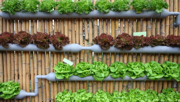 What Is Hydroponic Gardening 101 Grow Green Food