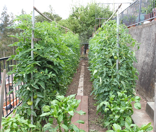 vertical_garden_tomatoes