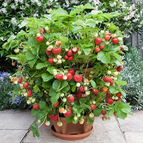 6 Best Strawberry Planters Grow Green Food   Strawb5 