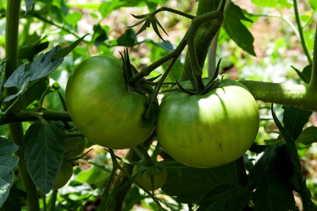 best fertilizer for tomatoes