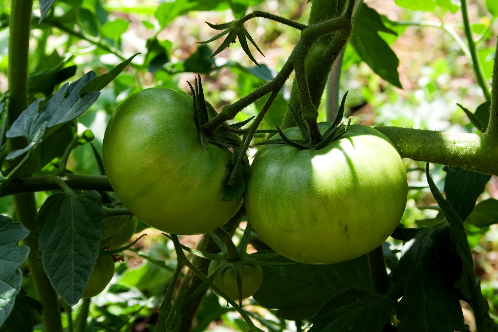 Jobe's 6005 18-Spikes Tomato Outdoor Fertilizer 