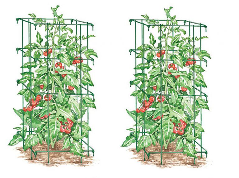 7 Best Tomato Plant Support Cages Grow Green Food